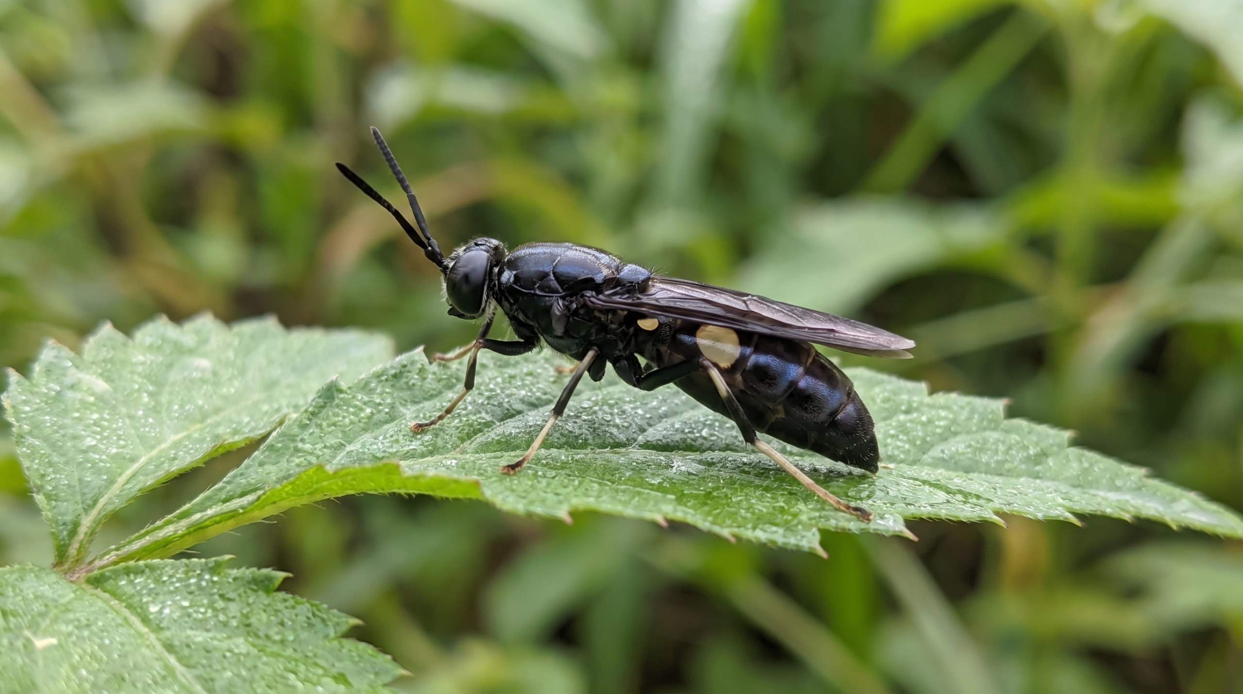 Mouche soldat noire adulte (Hermetia illucens) posee sur une feuille verte, gros plan macro d'identification montrant le corps noir allonge a reflets metalliques et les longues antennes